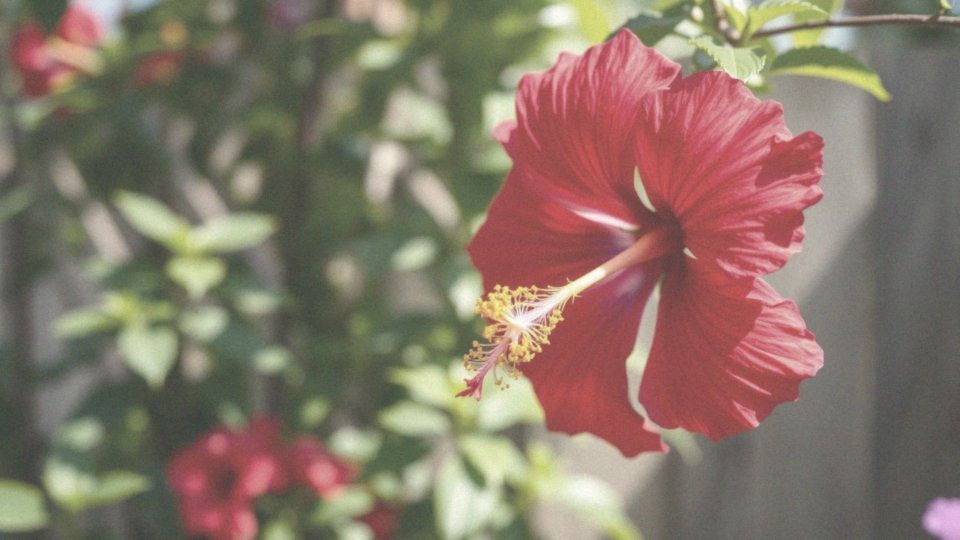 Jak długo kwitnie hibiskus?